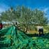 Group of people gathering olives using green nets in an olive grove under a blue sky. - Olive Oil Times