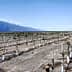 Rows of young grapevines supported by white stakes in a vineyard landscape. - Olive Oil Times
