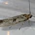 A gray moth with a slender body and long antennae resting on a clear surface. - Olive Oil Times