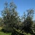 Two olive trees with silver-green leaves in a clear blue sky setting. - Olive Oil Times
