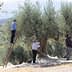 Three individuals harvesting olives from trees, one on a ladder and two on the ground with baskets. - Olive Oil Times