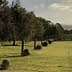 Row of olive trees and wooden posts in a grassy field under cloudy skies. - Olive Oil Times