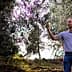 A man in a gray polo shirt inspecting olive tree branches in an olive grove. - Olive Oil Times