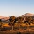 Row of trees in front of a mountain range under a clear sky during sunset. - Olive Oil Times