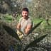 Man in a green shirt harvesting olives in a grove surrounded by olive trees. - Olive Oil Times