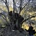 Individual standing beside a large, gnarled olive tree in a natural setting. - Olive Oil Times