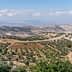 A panoramic view of an olive grove with rolling hills and distant mountains under a cloudy sky. - Olive Oil Times