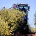 A tractor equipped for olive harvesting working between rows of olive trees in a field. - Olive Oil Times