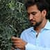 Man examining an olive tree branch with green olives in a natural setting. - Olive Oil Times