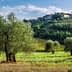 Olive trees in a Tuscan landscape with rolling hills and a village in the background. - Olive Oil Times