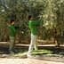 Four workers harvesting olives from trees in an orchard, wearing green shirts and gloves. - Olive Oil Times