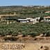 View of an olive farm in Andalusia with olive trees and farm buildings visible. - Olive Oil Times
