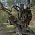 An ancient olive tree with a gnarled trunk and twisted branches in Mallorca. - Olive Oil Times