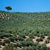 A landscape view of an olive grove featuring rows of olive trees and a single tree on a hilltop. - Olive Oil Times