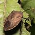 Brown marmorated stink bug resting on a green leaf with visible antennae. - Olive Oil Times