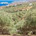Olive trees growing in a plantation on the hills of Crete with a view of the sea in the background. - Olive Oil Times