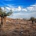 Two olive trees in a dry landscape with a distant view of buildings under a cloudy sky. - Olive Oil Times