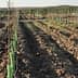 Rows of young plants supported by stakes in a vineyard field with tilled soil. - Olive Oil Times