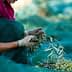 Person wearing gloves harvesting olives from a branch while seated on a green net. - Olive Oil Times