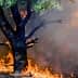 A tree engulfed in flames during a wildfire, with smoke rising in the background. - Olive Oil Times