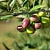 A close-up of an olive branch featuring clusters of green and ripe olives. - Olive Oil Times
