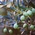 A close-up of green olives growing on a branch of an olive tree with leaves. - Olive Oil Times