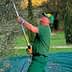 Man in green clothing using a pole pruner to harvest olives from a tree. - Olive Oil Times