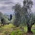 Panoramic view of an olive grove with several olive trees in a field. - Olive Oil Times