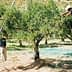 Two individuals harvesting olives from trees using ladders in a Sicilian olive grove. - Olive Oil Times