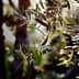Close-up of an olive tree branch featuring green olives and leaves in natural light. - Olive Oil Times
