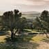 Olive trees in a grove with a distant landscape view in Morocco during daylight. - Olive Oil Times