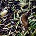 Two birds resting on a bed of fallen olives and olive leaves on the ground. - Olive Oil Times