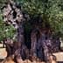 A large, ancient olive tree with a thick trunk and dense green foliage in Puglia. - Olive Oil Times