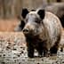 A wild boar standing in a muddy area with a blurred background of other boars. - Olive Oil Times