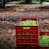 Two red crates filled with freshly harvested green olives on the ground in an olive grove. - Olive Oil Times