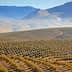 Vast olive grove with rows of trees on rolling hills under a clear sky. - Olive Oil Times