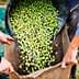 Hands pouring freshly harvested green olives from a bag into a larger sack during the olive harvest. - Olive Oil Times