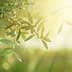 Close-up of olive tree leaves illuminated by soft sunlight with a blurred background. - Olive Oil Times