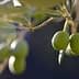 Close-up of green olives hanging from a branch of an olive tree with blurred background. - Olive Oil Times