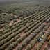A harvesting machine collecting olives in a large olive grove with rows of olive trees. - Olive Oil Times