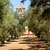 Pathway through an olive grove leading to a bell tower in the background. - Olive Oil Times