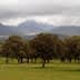 A field with several oak trees and mountains partially covered by clouds in the background. - Olive Oil Times