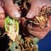 Two hands holding a split plant stem showing signs of disease and decay. - Olive Oil Times