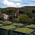 Green olives collected in large storage bins with a Turkish flag in the background. - Olive Oil Times