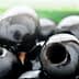 Close-up view of shiny black olives with visible holes and smooth surfaces. - Olive Oil Times