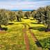 Pathway through an olive grove with yellow wildflowers and olive trees under a clear sky. - Olive Oil Times