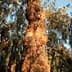 Close-up view of the trunk of an olive tree with textured bark and green leaves in the background. - Olive Oil Times