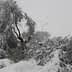 Olive trees and branches covered in snow during a winter snowfall event. - Olive Oil Times