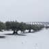 Olive trees covered in snow in a winter landscape with rows of trees in the background. - Olive Oil Times