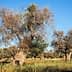 Several olive trees with gnarled trunks and sparse foliage in a field under a clear blue sky. - Olive Oil Times